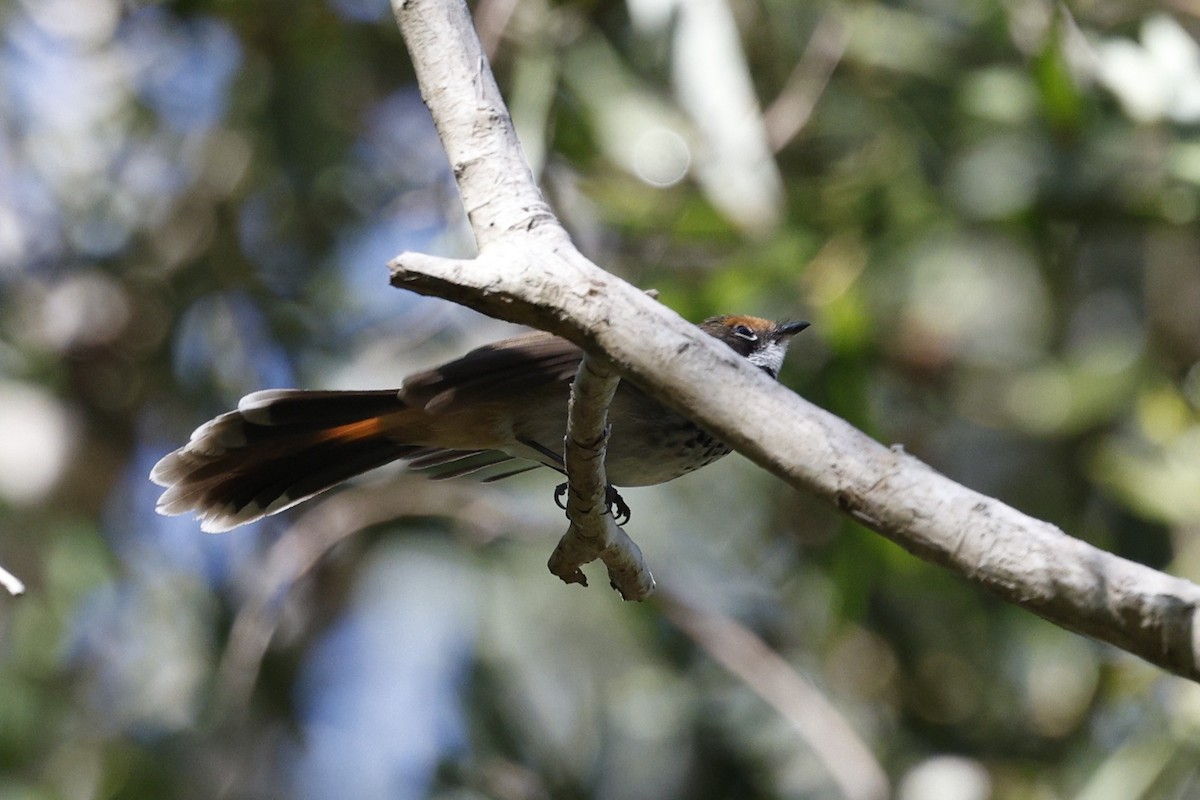 Australian Rufous Fantail - ML641826323