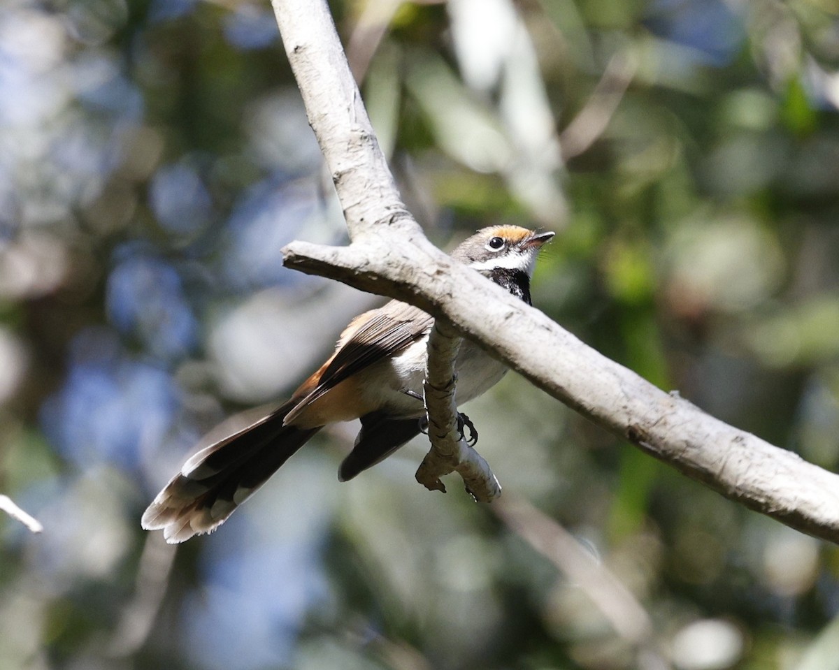Australian Rufous Fantail - ML641826324