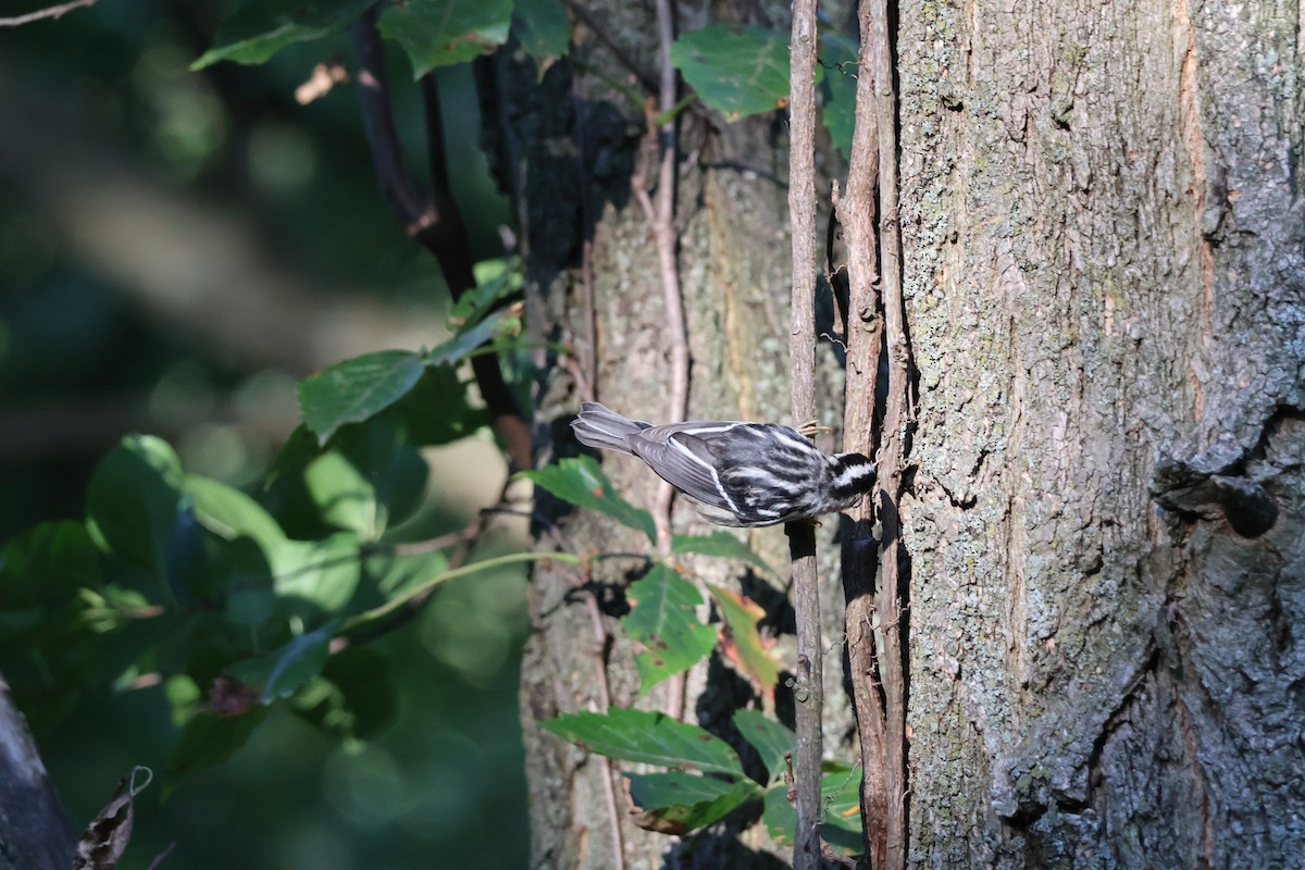 Black-and-white Warbler - ML641826328