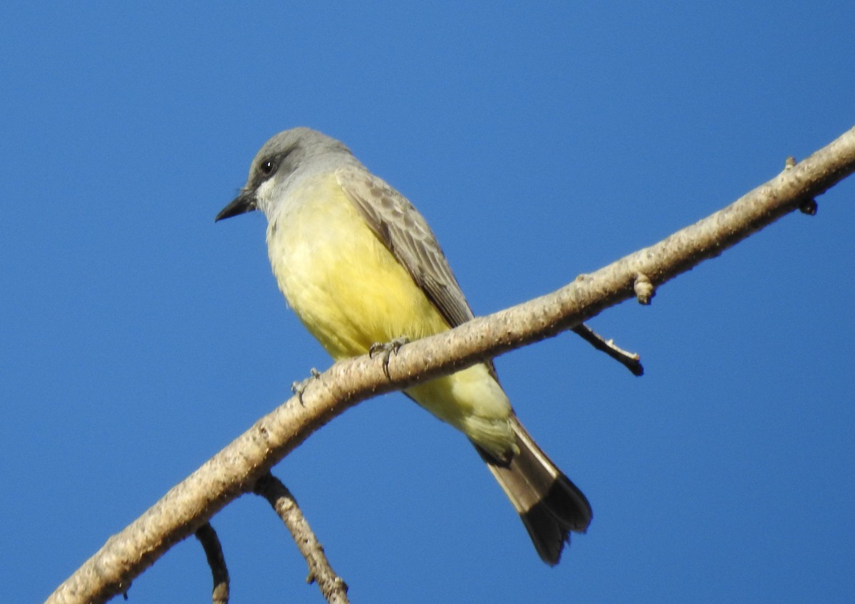 Cassin's Kingbird - ML641826337