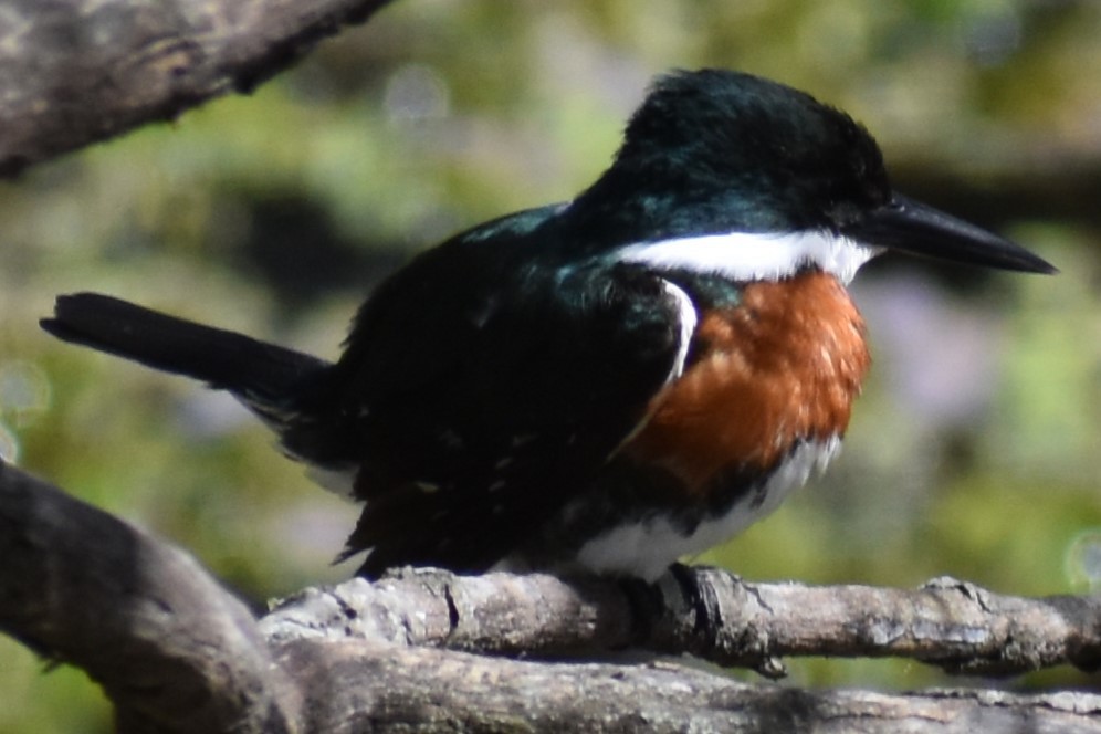 Green Kingfisher - ML641826345
