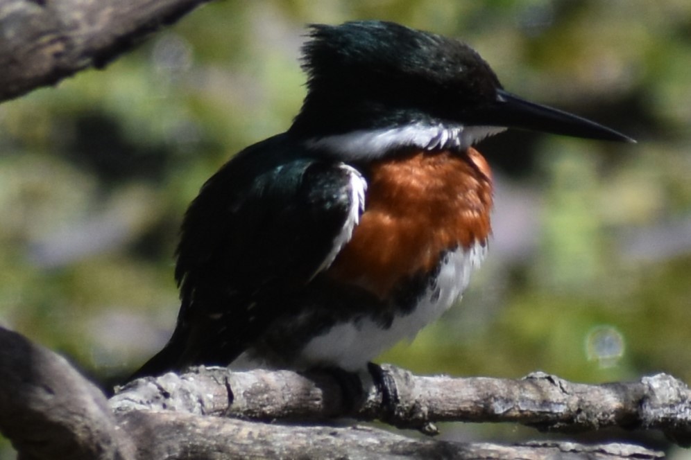 Green Kingfisher - ML641826346