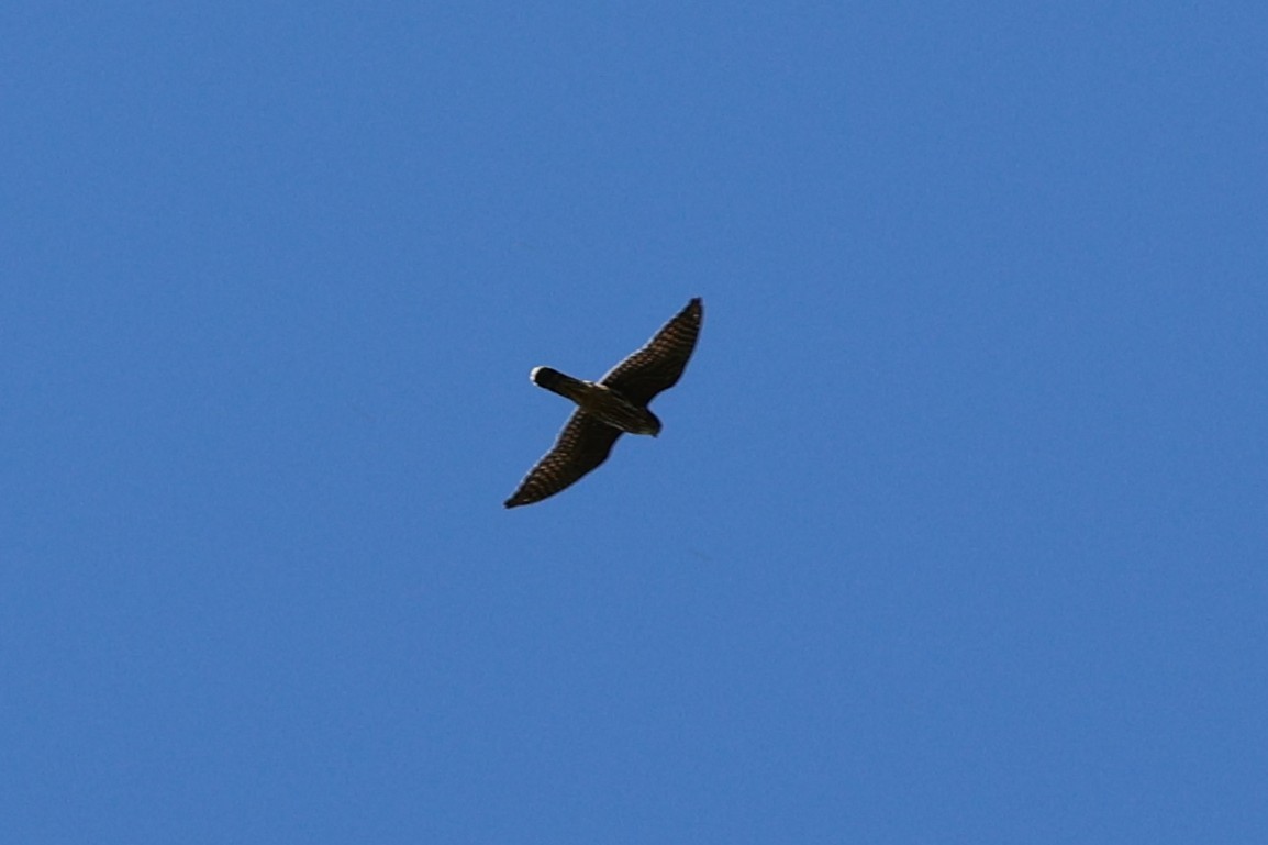 Merlin - ML641826348