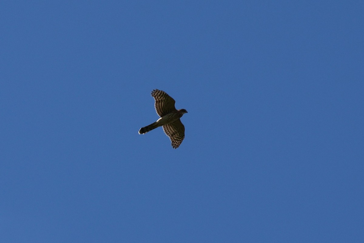 Cooper's Hawk - ML641826367
