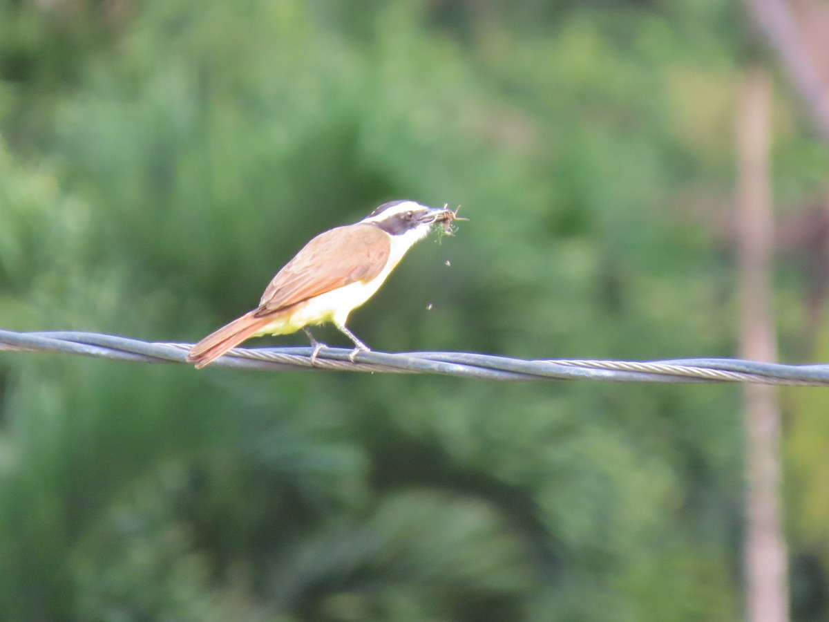 Social Flycatcher - ML641826371