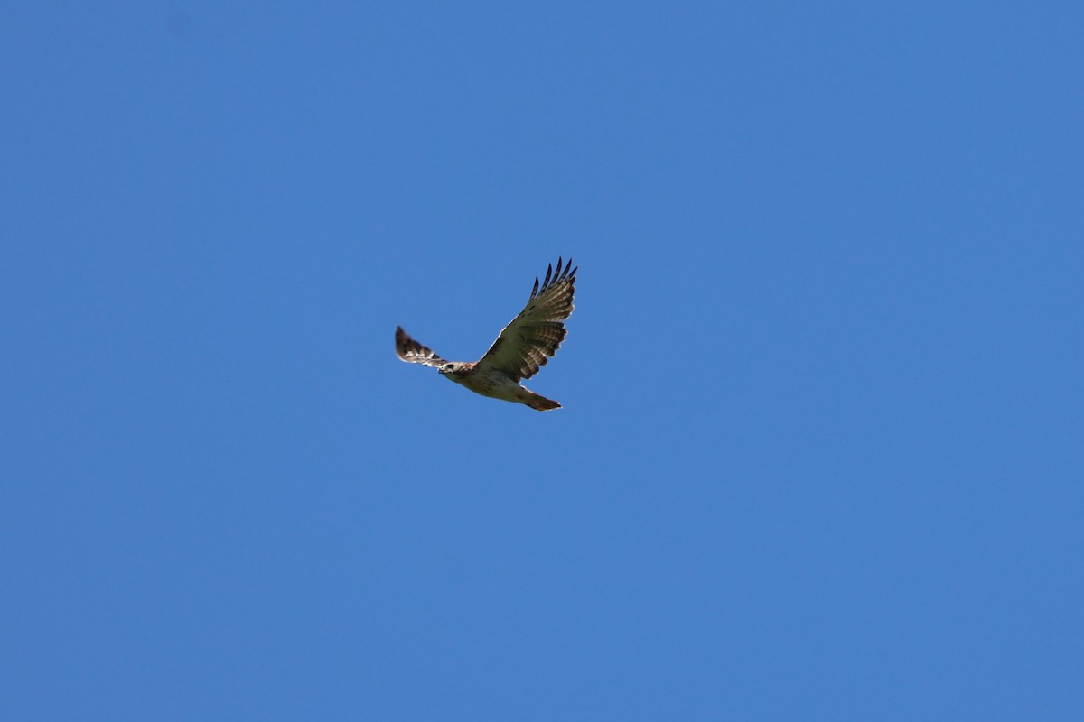 Red-tailed Hawk - ML641826379