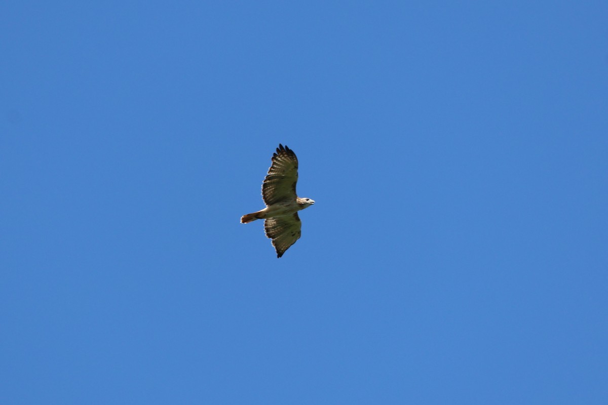 Red-tailed Hawk - ML641826380