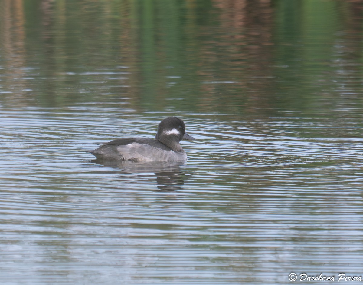 Bufflehead - ML641826381