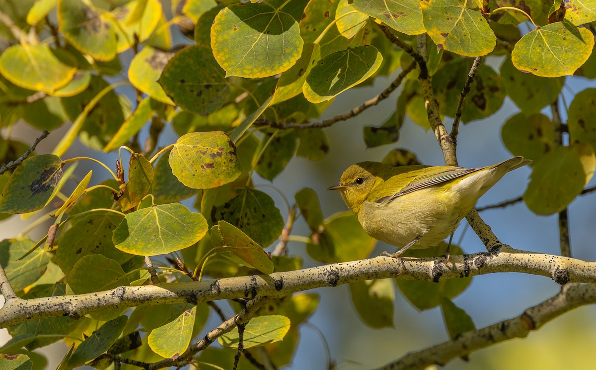 Tennessee Warbler - ML641826382