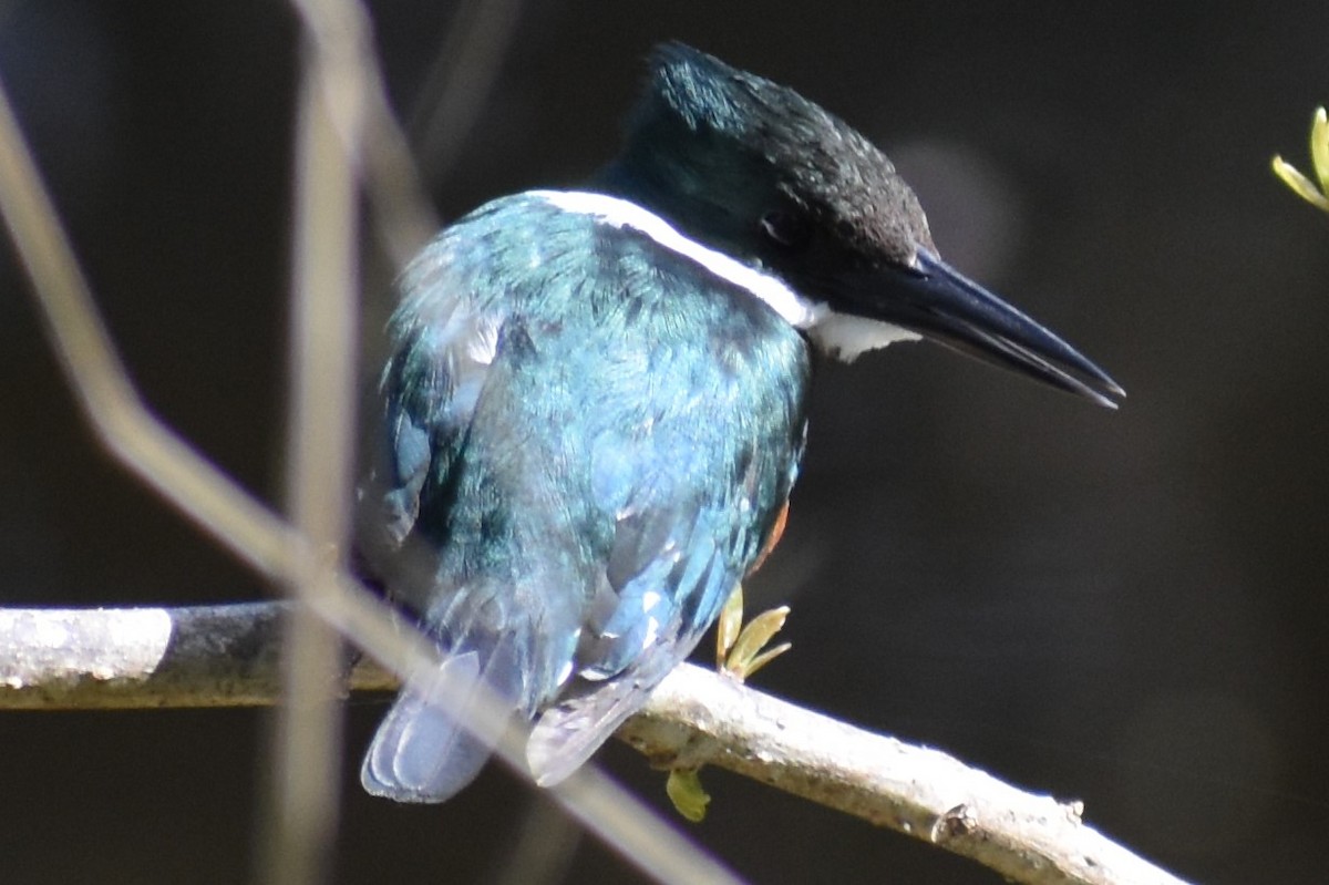 Green Kingfisher - ML641826389
