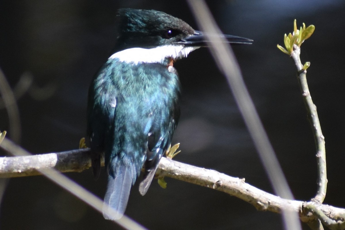 Green Kingfisher - ML641826390