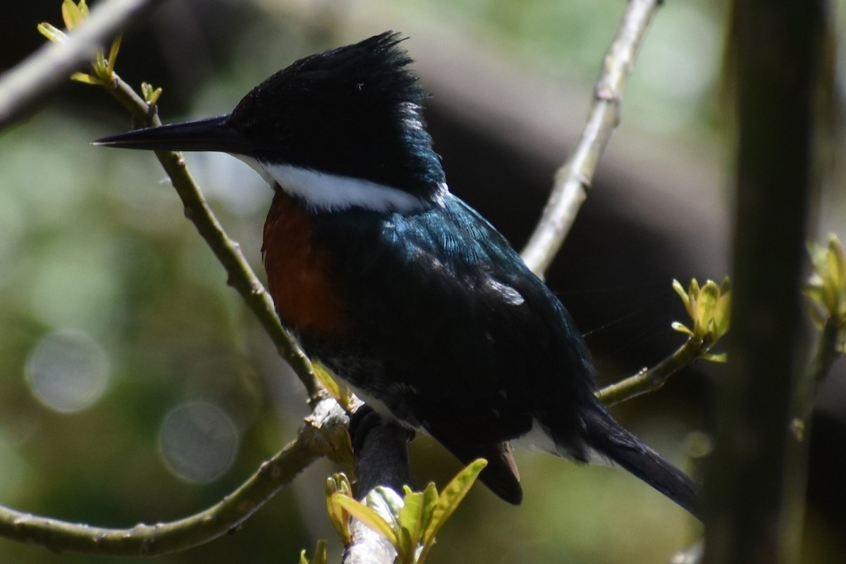 Green Kingfisher - ML641826391
