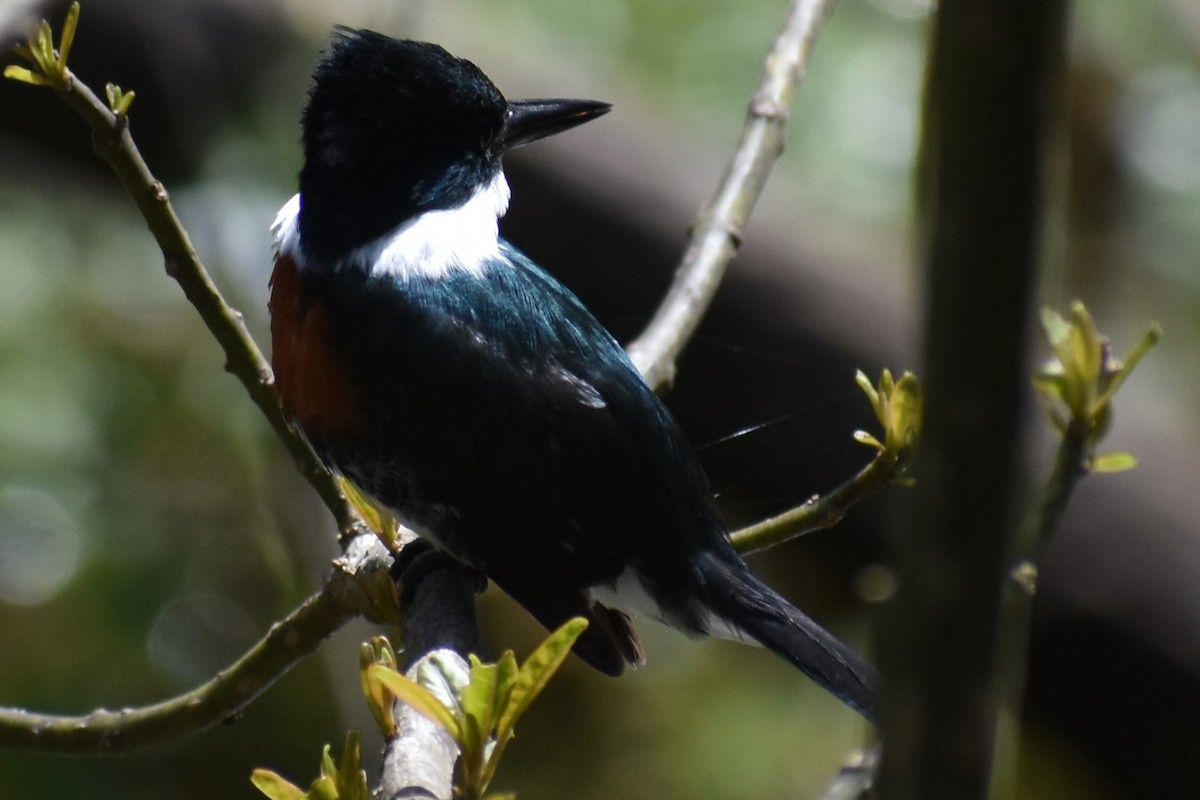 Green Kingfisher - ML641826392
