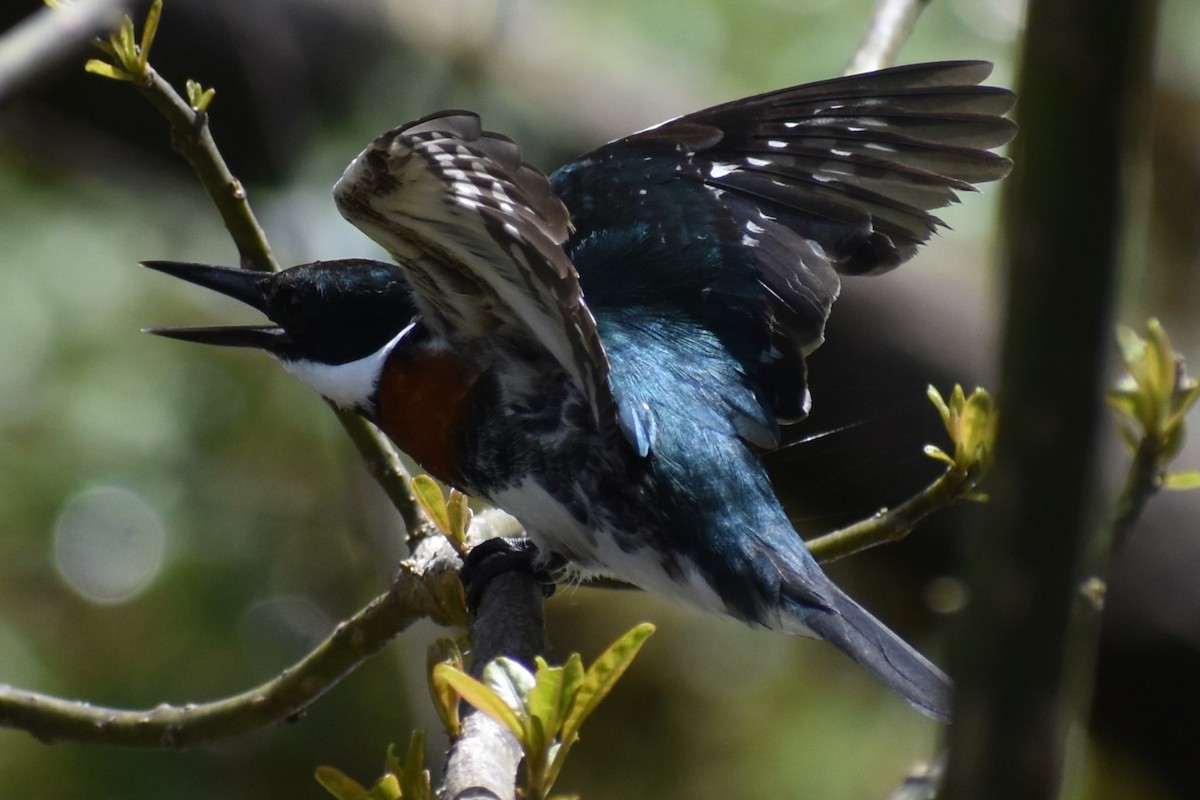 Green Kingfisher - ML641826393