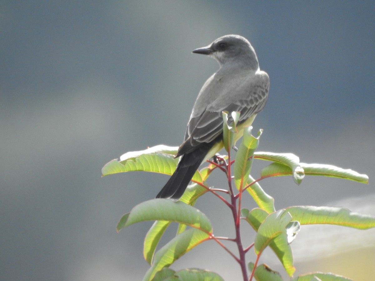 Cassin's Kingbird - ML641826394