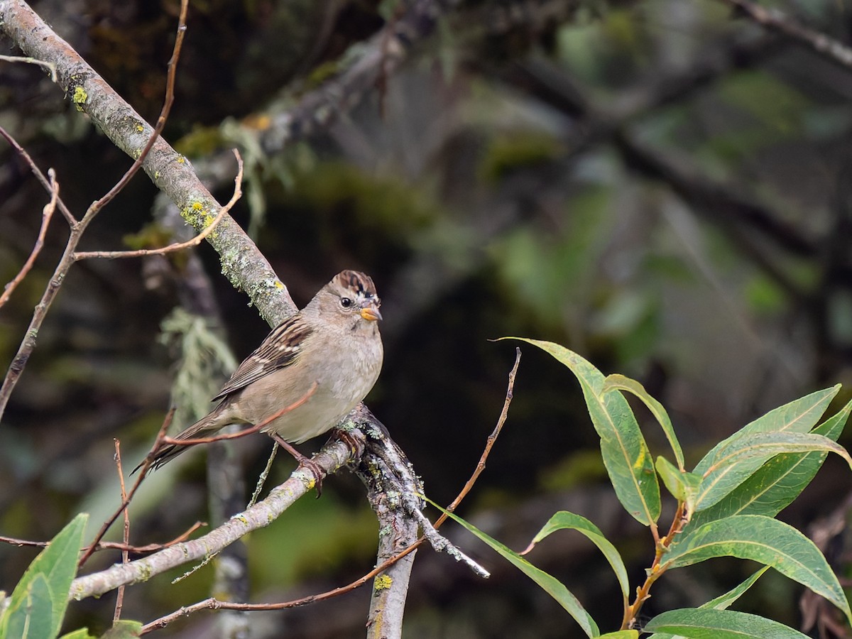 White-crowned Sparrow - ML641826412