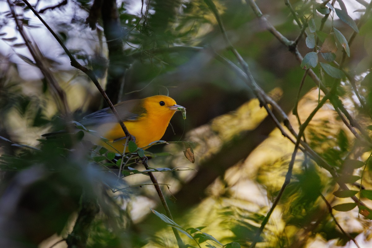 Prothonotary Warbler - ML641826413