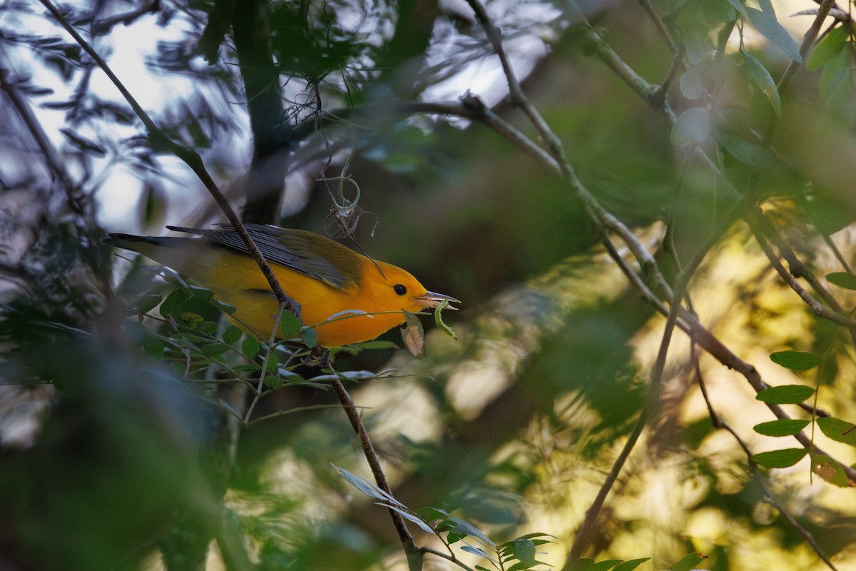 Prothonotary Warbler - ML641826414