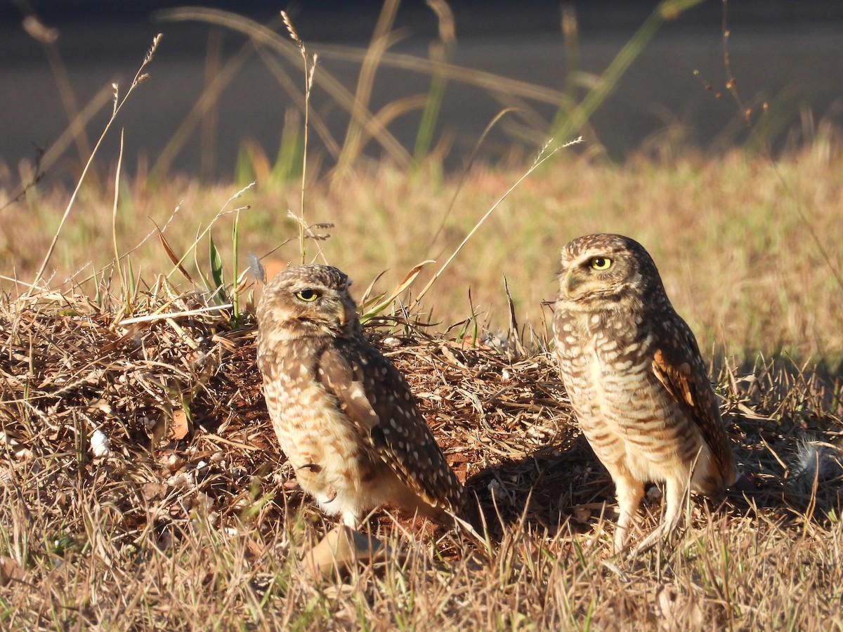 Burrowing Owl - ML641826433