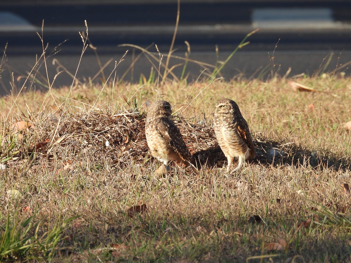 Burrowing Owl - ML641826434