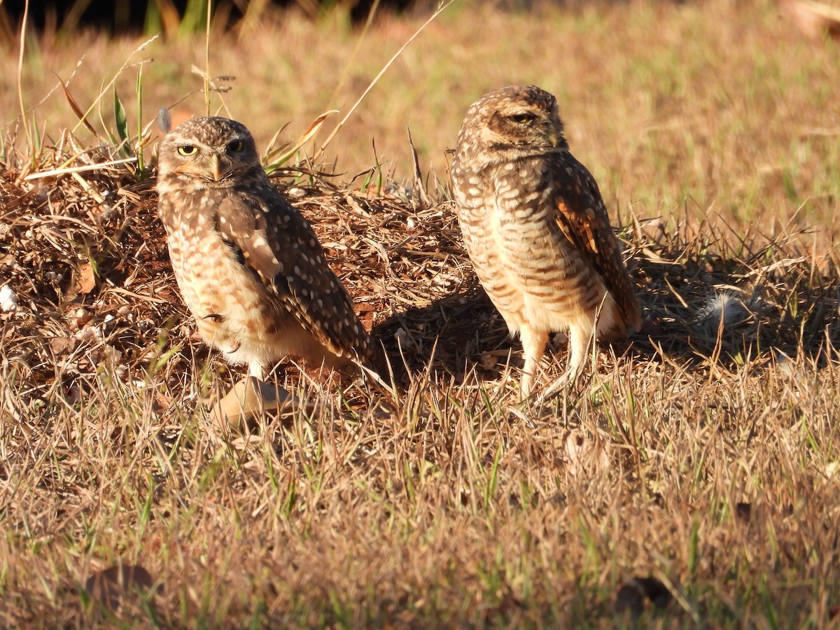 Burrowing Owl - ML641826435