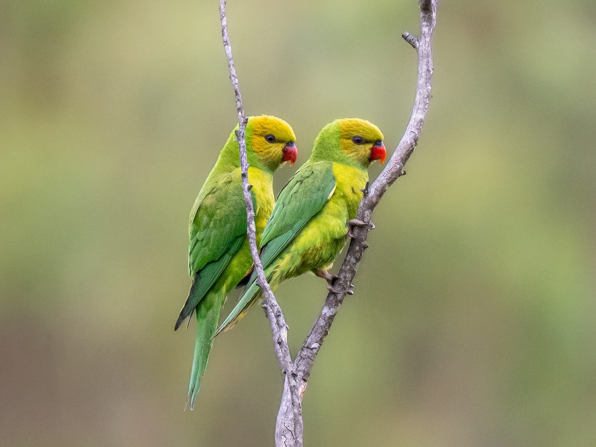 Olive-headed Lorikeet - ML641826445