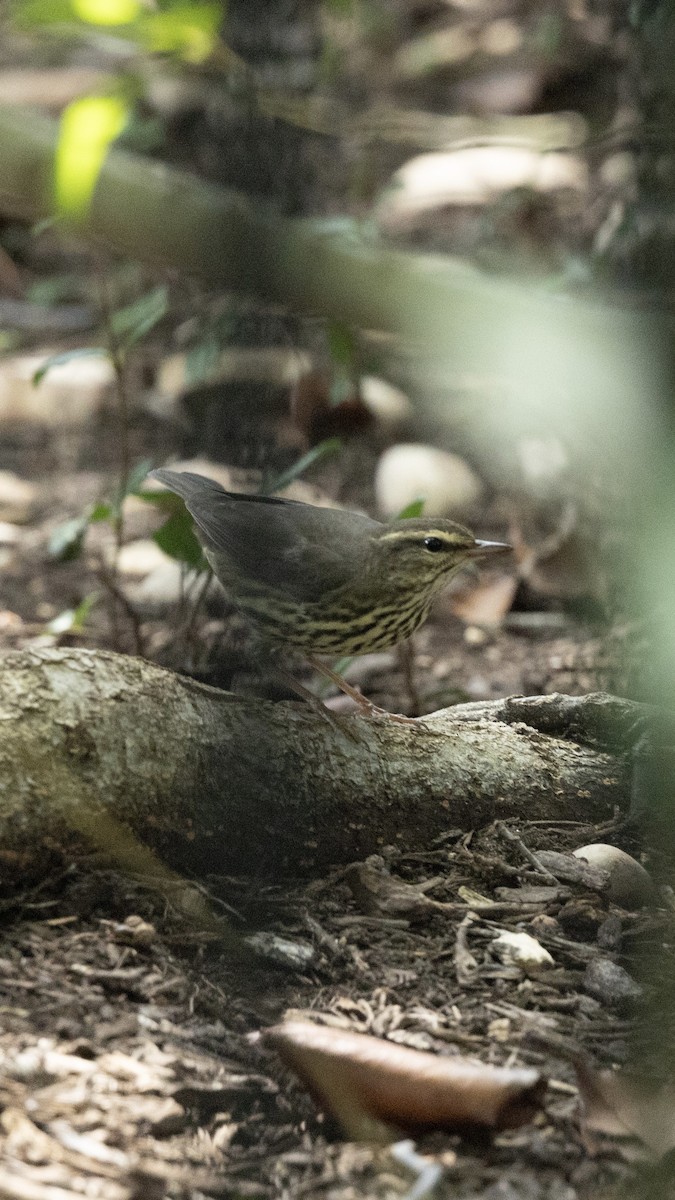 Northern Waterthrush - ML641826520