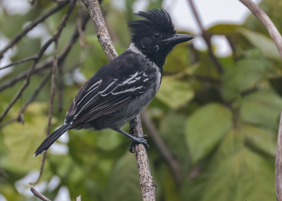 Black-crested Antshrike - ML641826525
