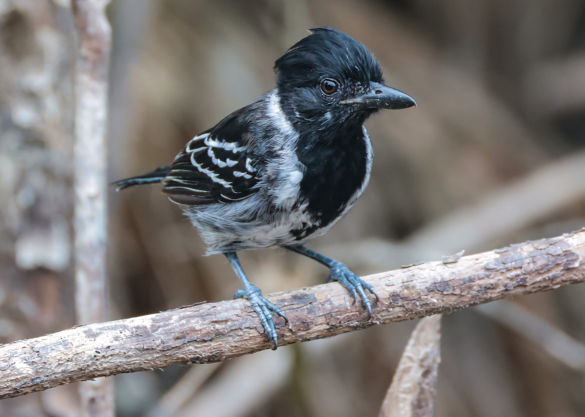 Black-crested Antshrike - ML641826526
