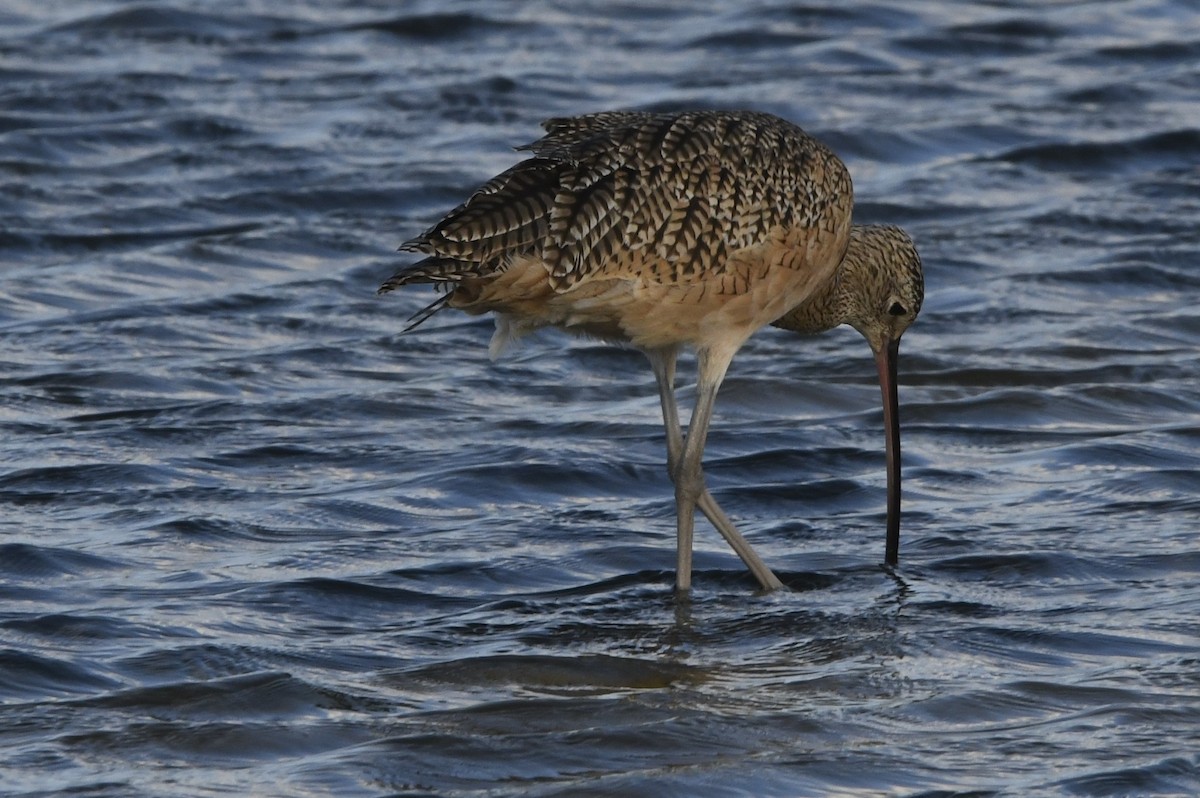 Long-billed Curlew - ML641826537