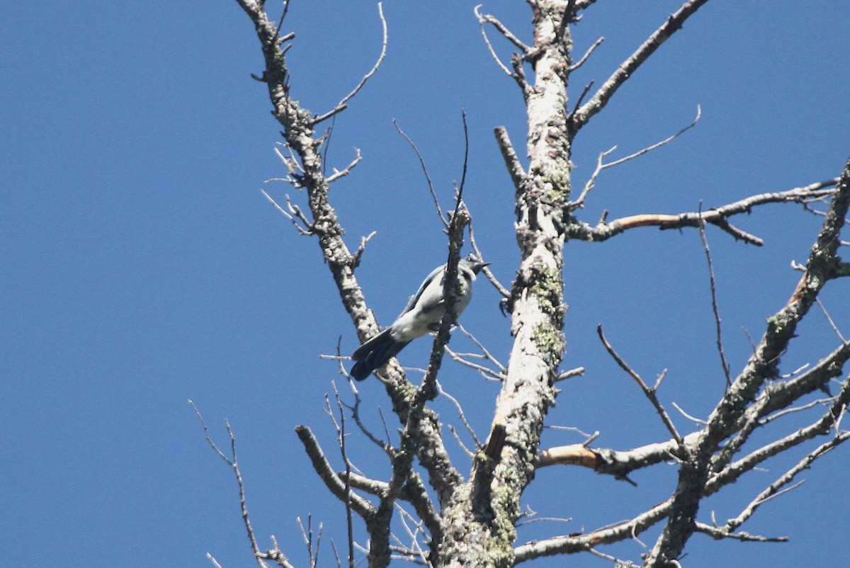 Mexican Jay - ML641826558