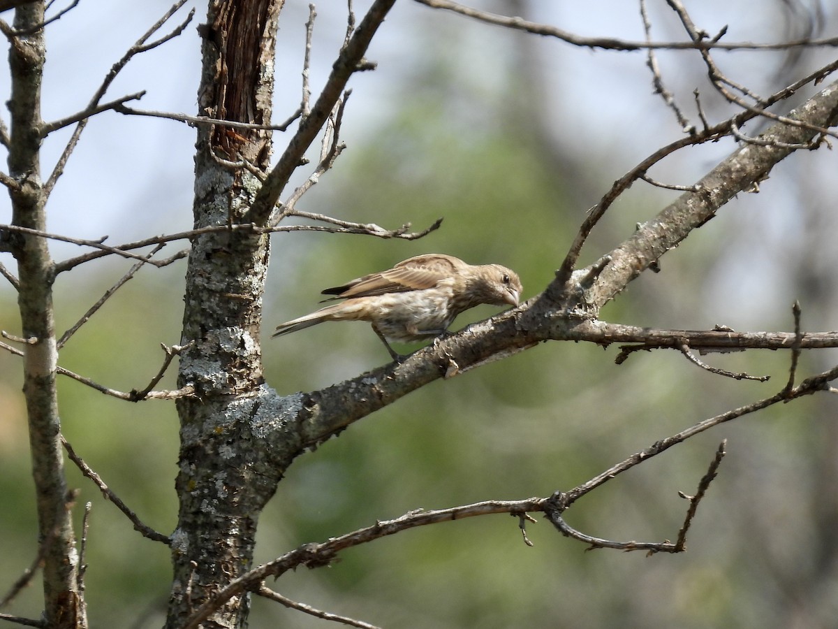 House Finch - ML641826589