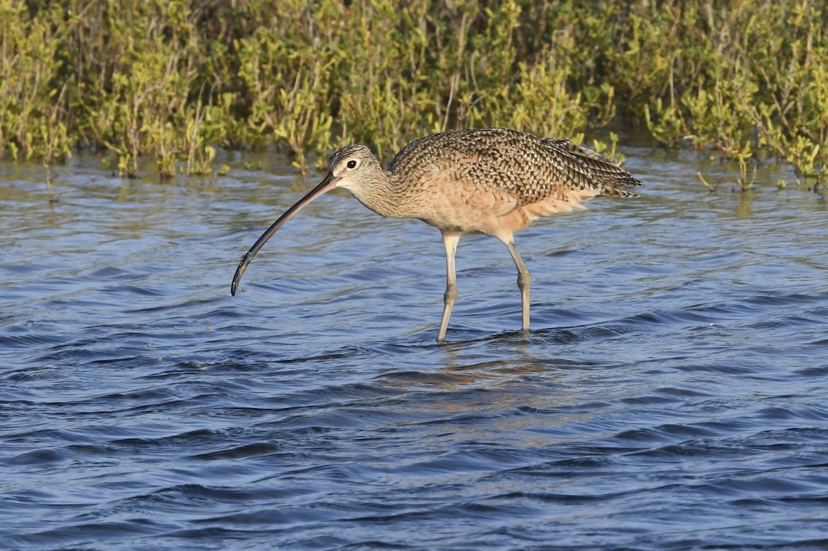 Long-billed Curlew - ML641826590