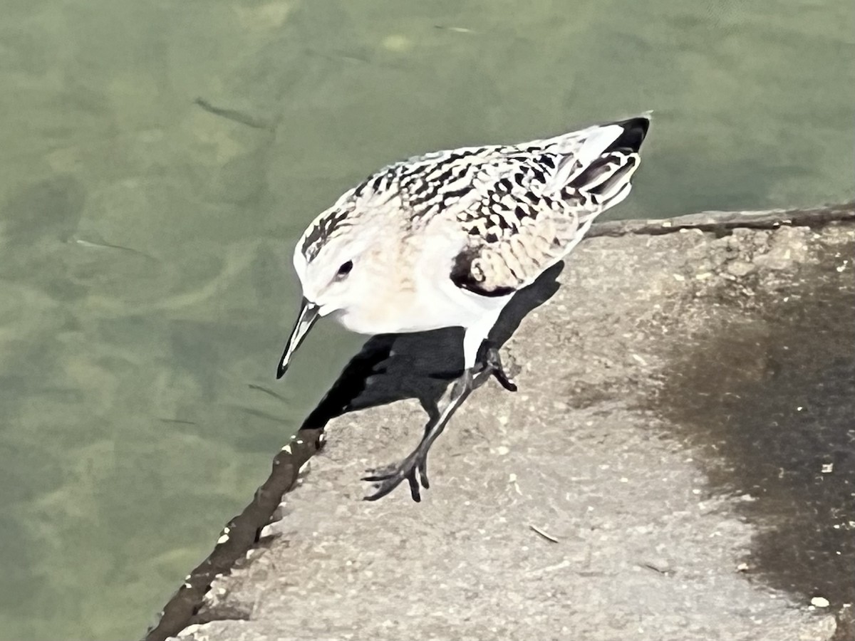 Sanderling - ML641826598