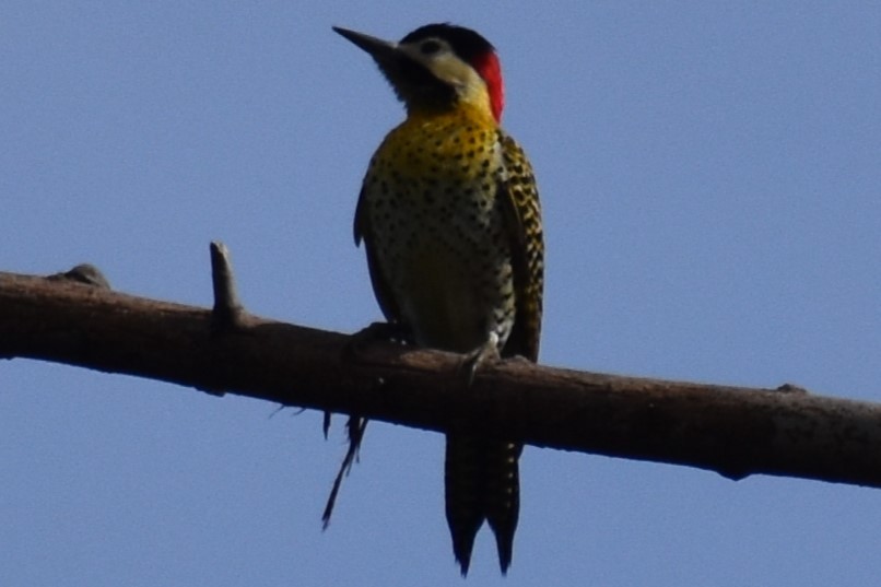 Green-barred Woodpecker - ML641826611