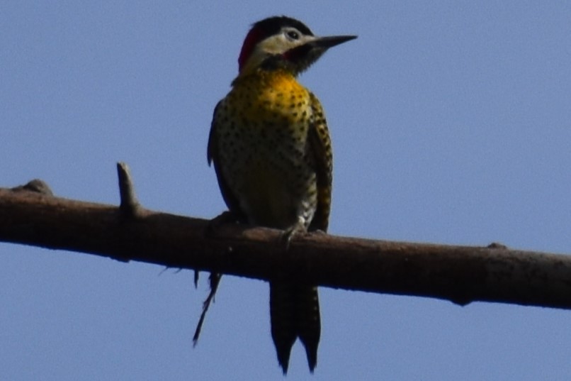 Green-barred Woodpecker - ML641826612
