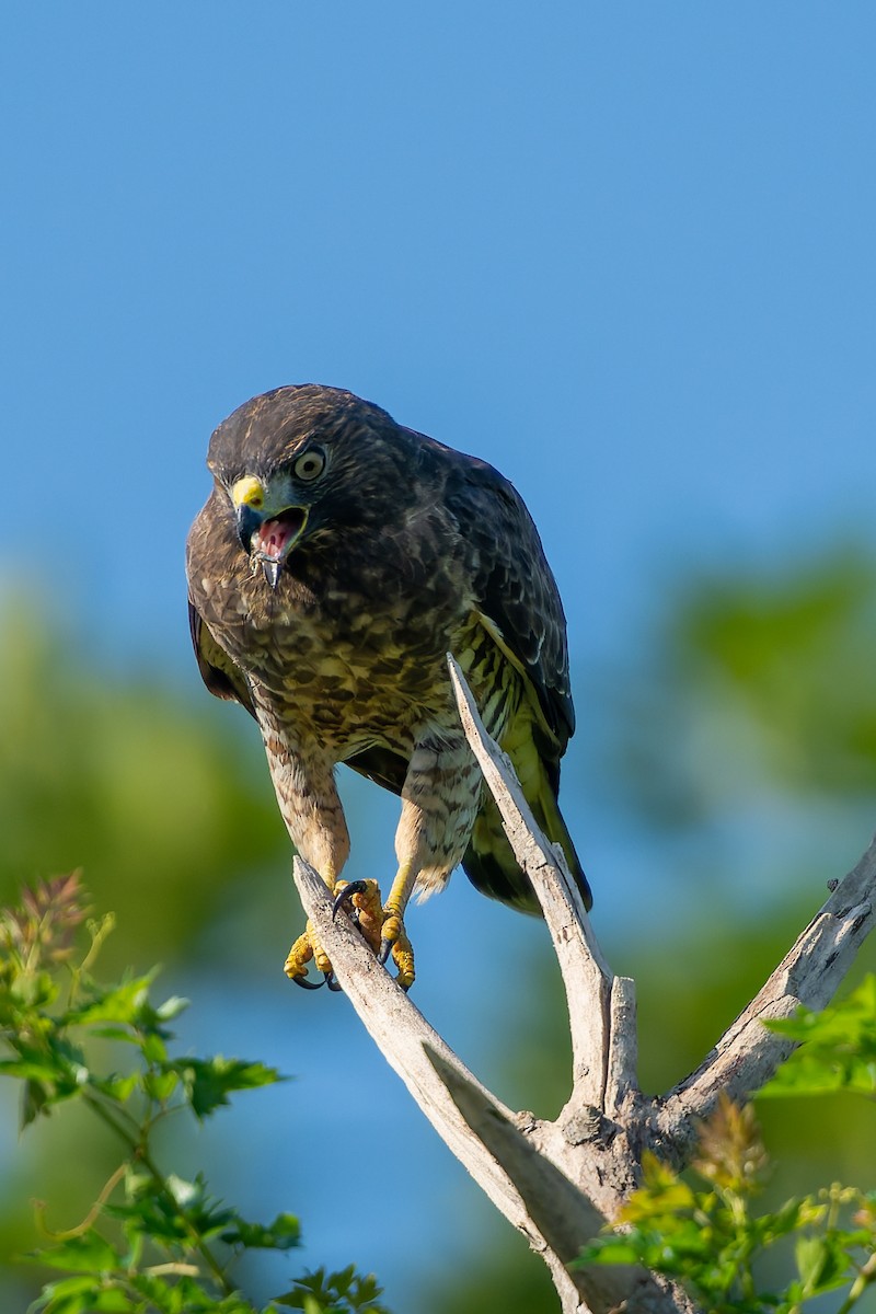 Broad-winged Hawk - ML641826616