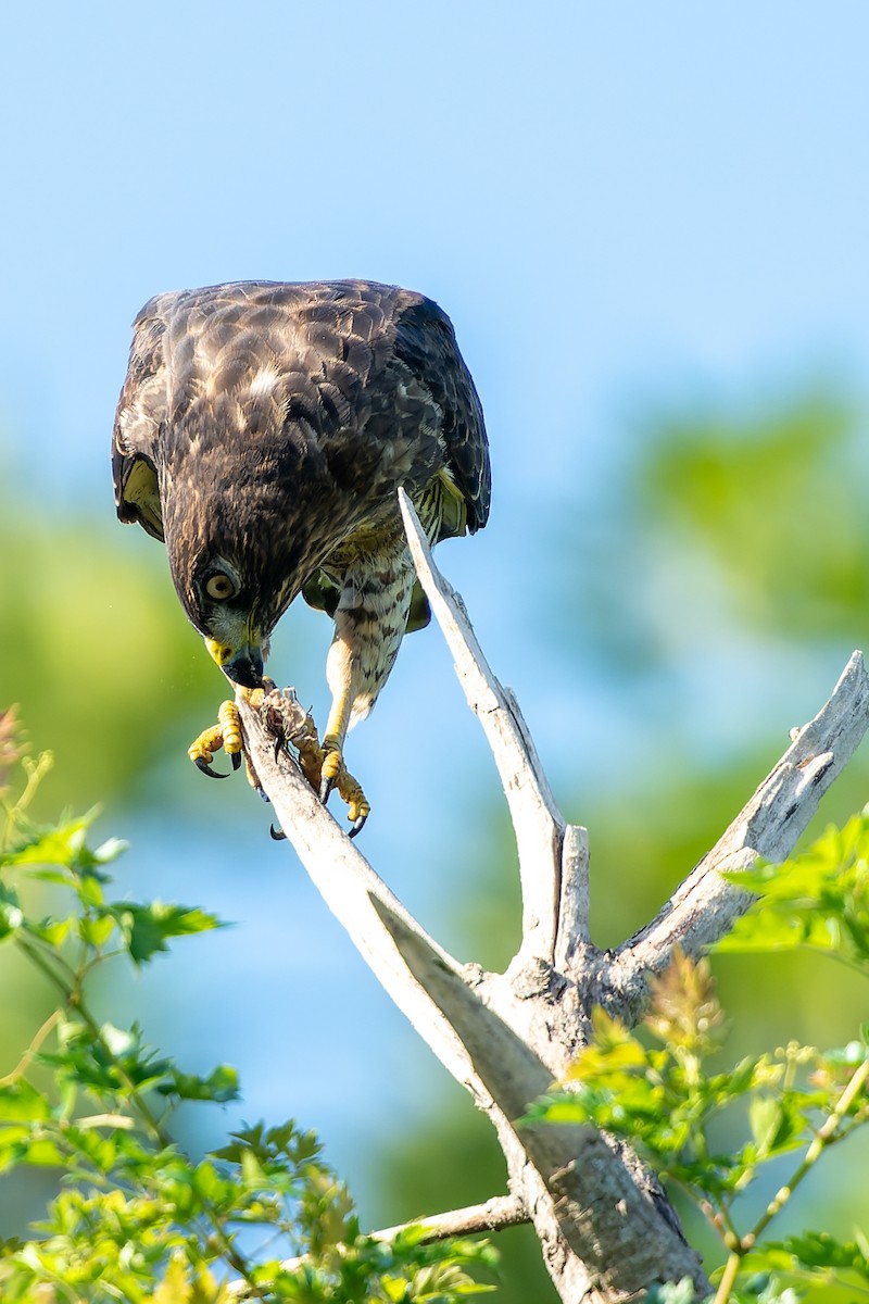 Broad-winged Hawk - ML641826617