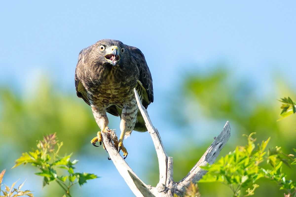 Broad-winged Hawk - ML641826618