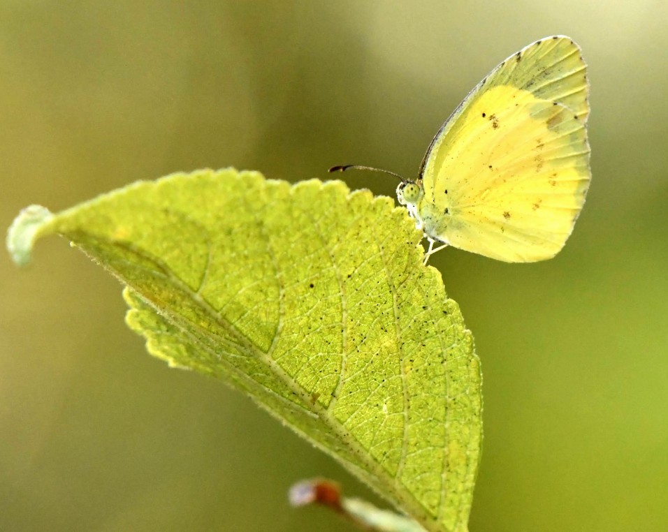 Dainty Sulphur - ML641826633