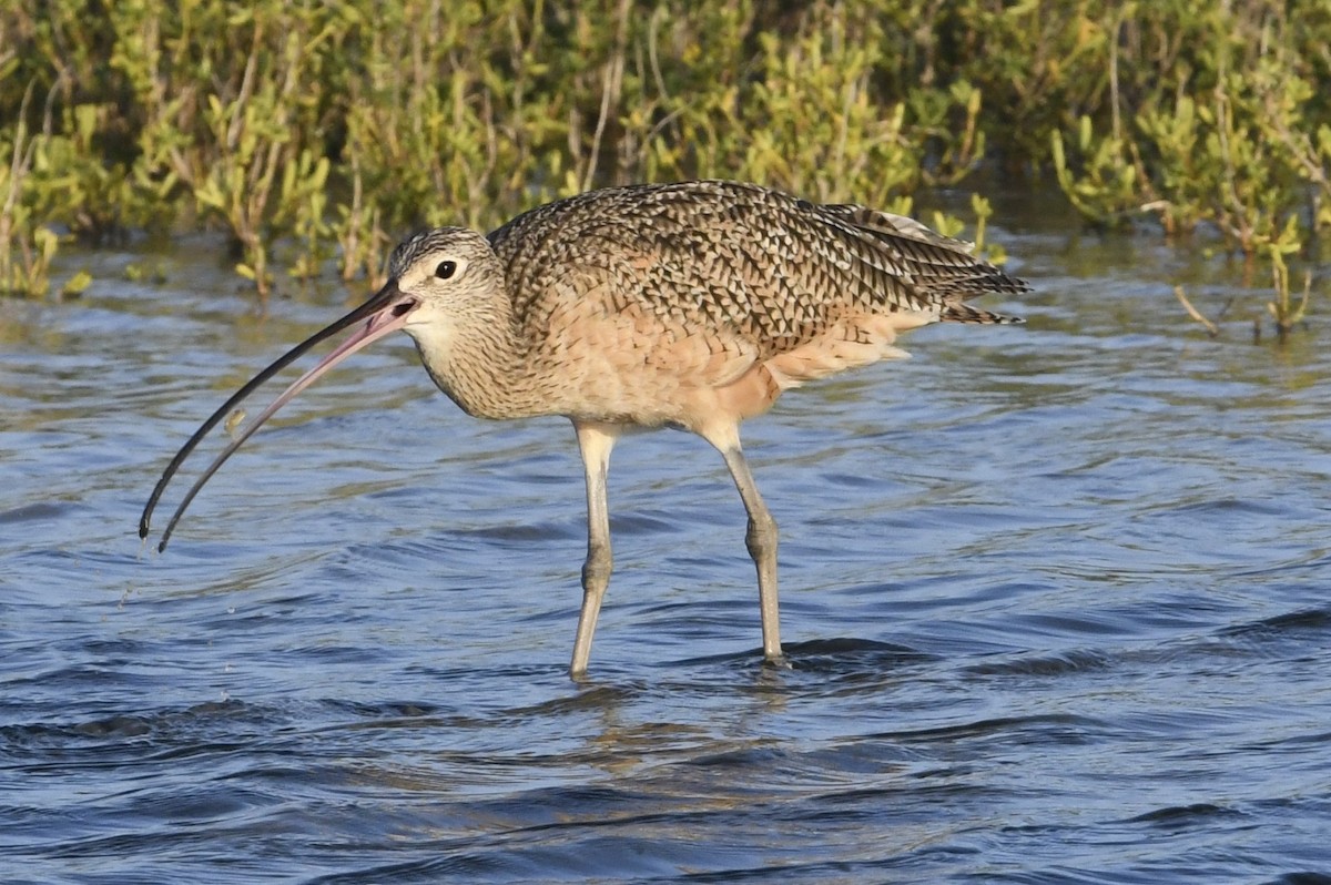 Long-billed Curlew - ML641826641