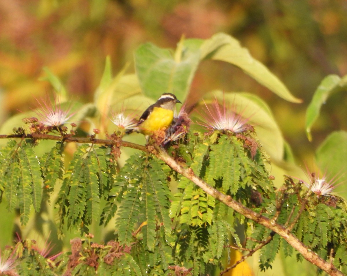 Bananaquit - ML641826657