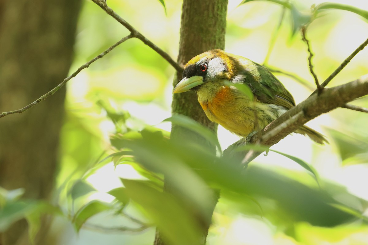 Kırmızı Başlı Barbet - ML641826673