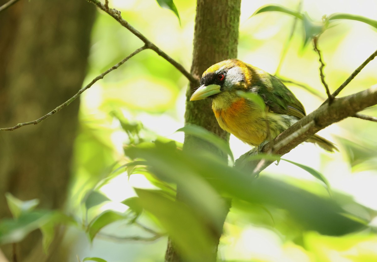Kırmızı Başlı Barbet - ML641826674