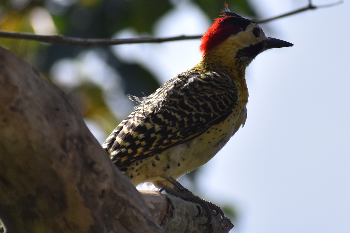 Green-barred Woodpecker - ML641826680