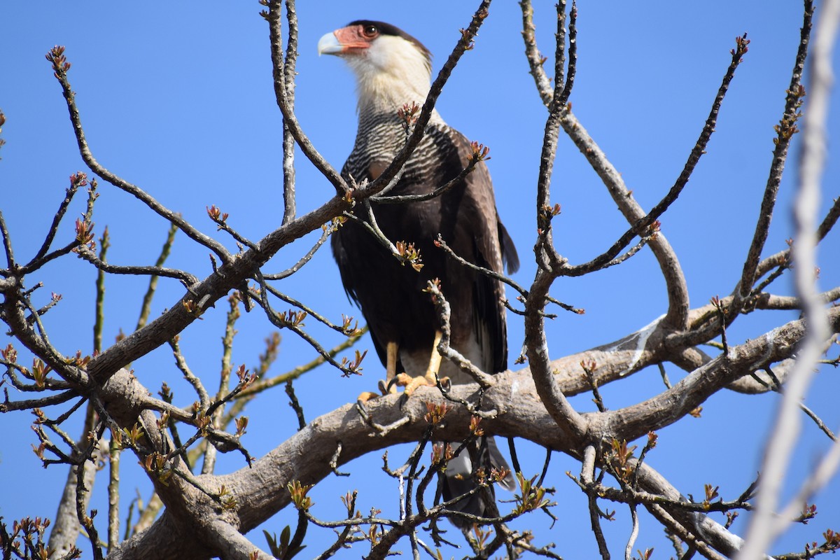 Crested Caracara - ML641826703