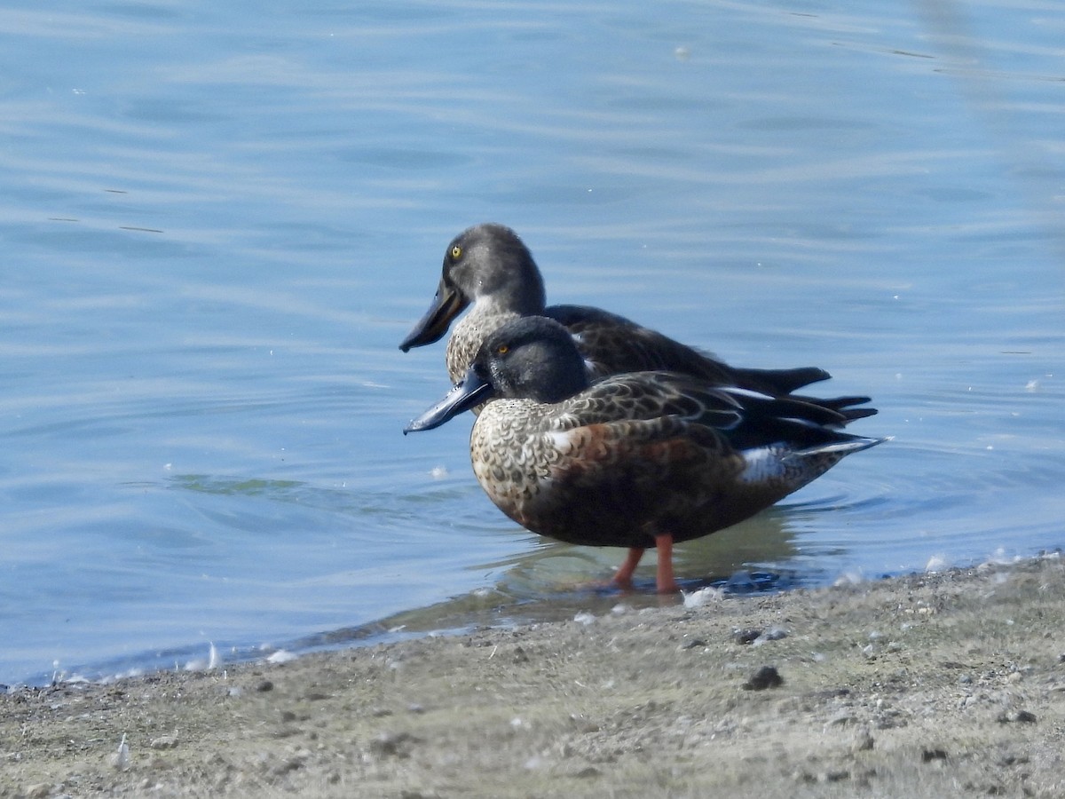 Northern Shoveler - ML641826706