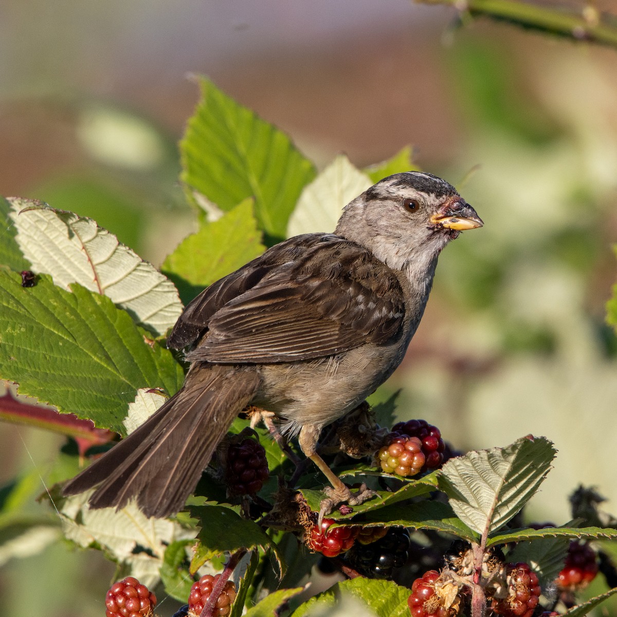 White-crowned Sparrow - ML641826717