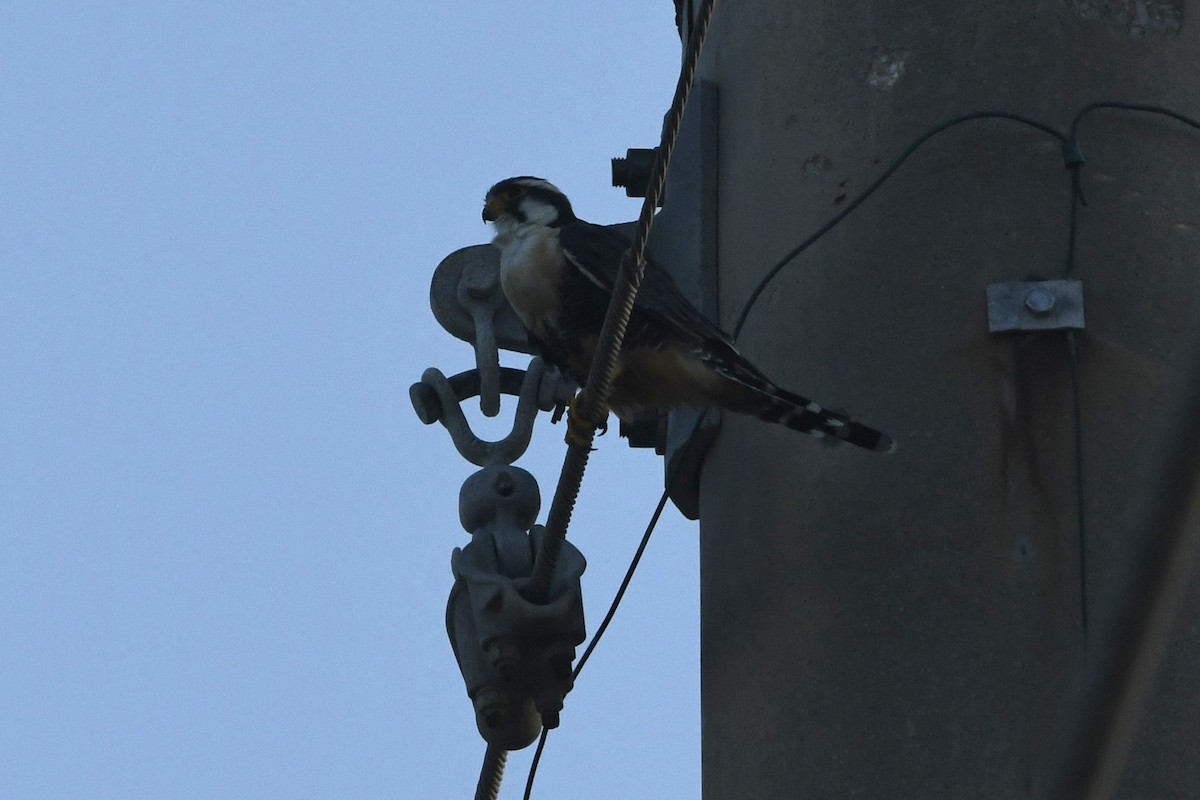 Aplomado Falcon - ML641826719