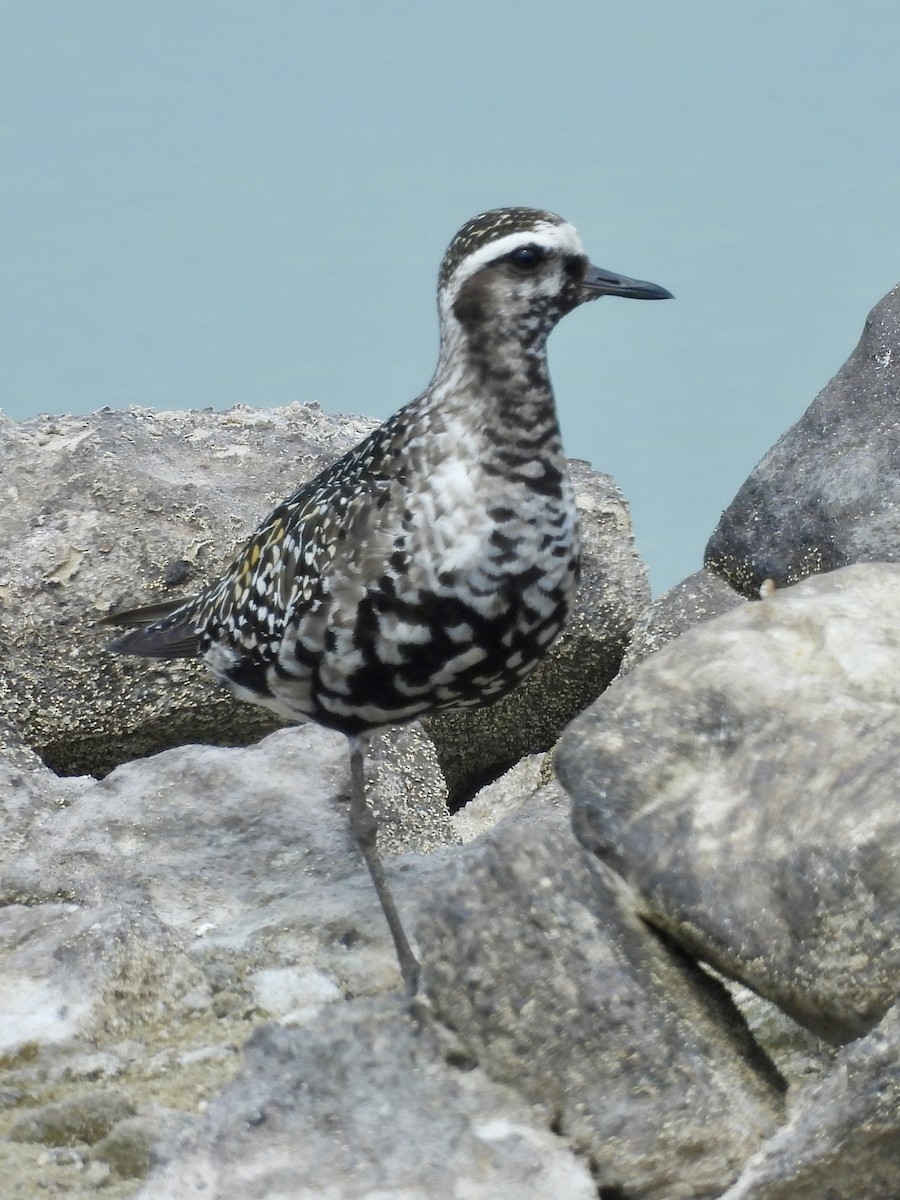 American Golden-Plover - ML641826720